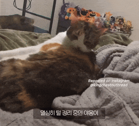 1750328316485.gif