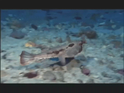 17503290107226.gif