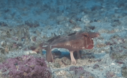 17503290120105.gif