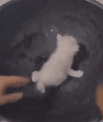 17503292317178.gif